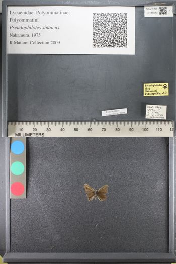 Media type: image;   Entomology 146540